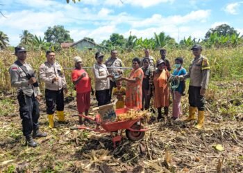 Polsek Sota Gelar Panen Raya Jagung Program Ketahanan Pangan di Kampung Sota