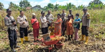 Polsek Sota Gelar Panen Raya Jagung Program Ketahanan Pangan di Kampung Sota