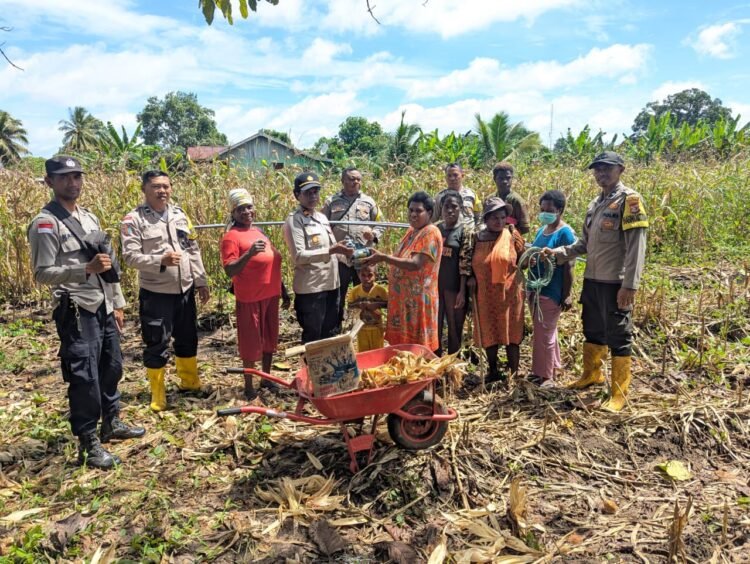 Polsek Sota Gelar Panen Raya Jagung Program Ketahanan Pangan di Kampung Sota