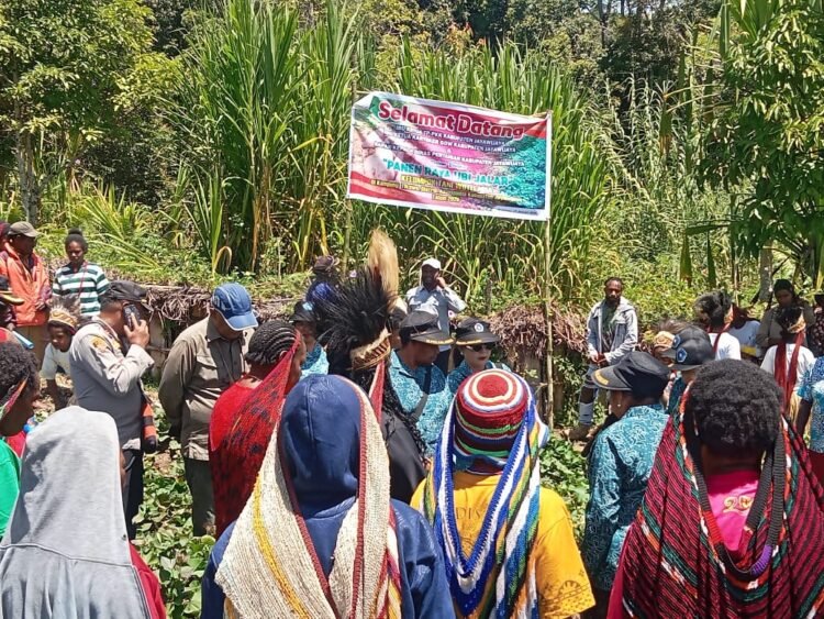 Polsek Asologaima Hadir dan Amankan Panen Raya Ubi Jalar di Wamena