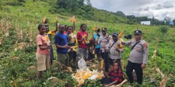 Polsek Kurulu Laksanakan Panen Jagung Program Ketahanan Pangan Kuartal III