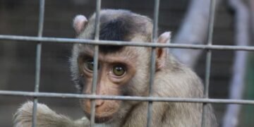 Aniaya Satwa Dilindungi, Dua Warga di Malaka Diamankan Oleh Polres Malaka