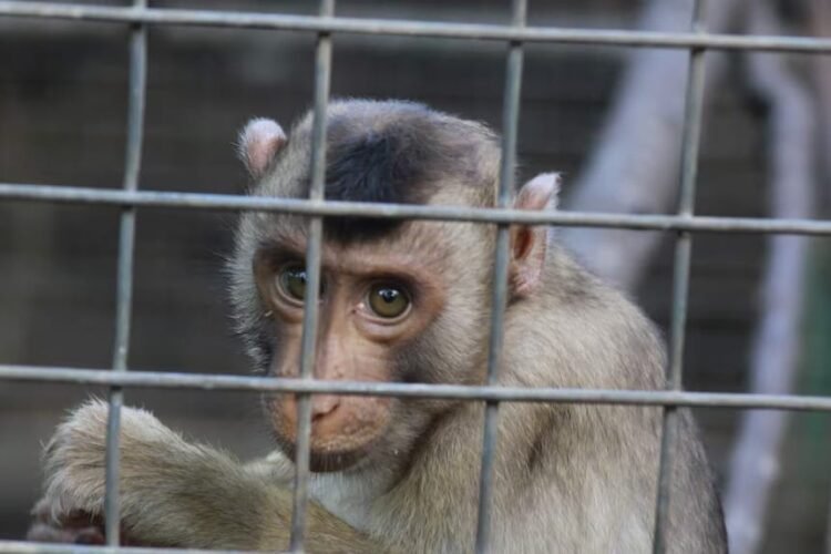 Aniaya Satwa Dilindungi, Dua Warga di Malaka Diamankan Oleh Polres Malaka