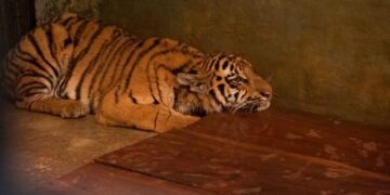 Anak Harimau di Kebun Binatang Bandung Mati Akibat Virus, Satu Ekor Lainnya Berangsur Membaik