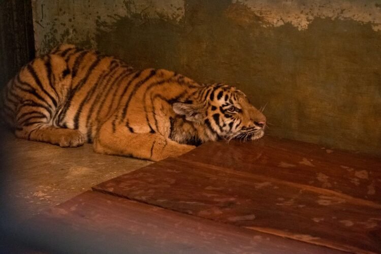 Anak Harimau di Kebun Binatang Bandung Mati Akibat Virus, Satu Ekor Lainnya Berangsur Membaik