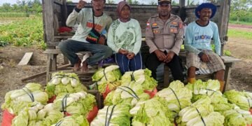 Polsek Muara Tami Sambangi Kelompok Tani Koya Barat, Perkuat Ketahanan Pangan Masyarakat