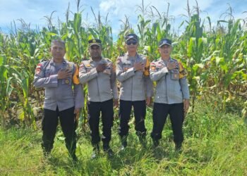 Dukung Ketahanan Pangan, Bhabinkamtibmas Polsek Muara Tami Cek Lahan Jagung Binaan di Koya Barat