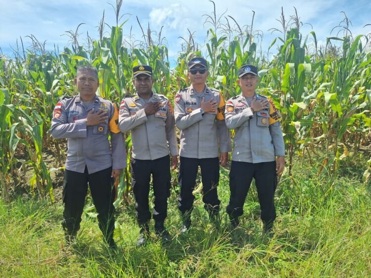 Dukung Ketahanan Pangan, Bhabinkamtibmas Polsek Muara Tami Cek Lahan Jagung Binaan di Koya Barat