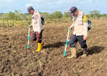 Polsek Jagebob Salurkan Bantuan Pupuk dan Dampingi Pemupukan Jagung di Kampung Mimi Baru 