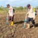 Polsek Jagebob Salurkan Bantuan Pupuk dan Dampingi Pemupukan Jagung di Kampung Mimi Baru 