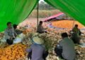 Dukung Swasembada Pangan, Polsek Muting Bersama Warga Panen Jagung Di Distrik Ulilin 
