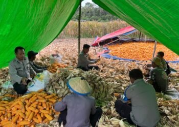 Dukung Swasembada Pangan, Polsek Muting Bersama Warga Panen Jagung Di Distrik Ulilin 