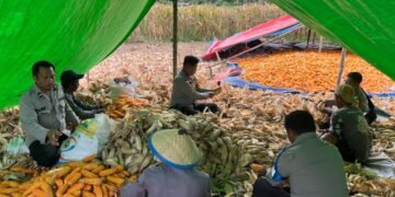 Dukung Swasembada Pangan, Polsek Muting Bersama Warga Panen Jagung Di Distrik Ulilin 