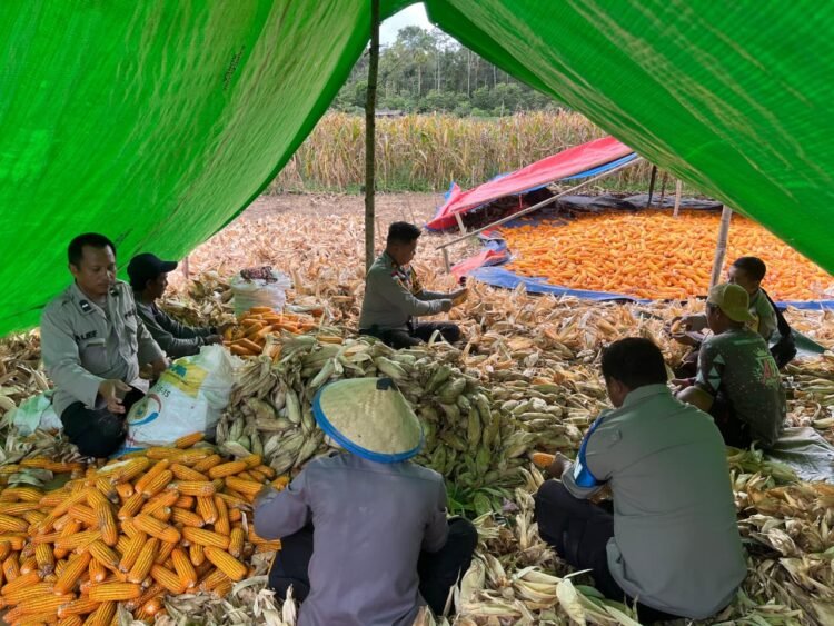 Dukung Swasembada Pangan, Polsek Muting Bersama Warga Panen Jagung Di Distrik Ulilin 