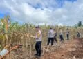 Dukung Swasembada Pangan, Polsek Muting Bersama Warga Panen Jagung Di Distrik Ulilin 