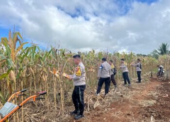 Dukung Swasembada Pangan, Polsek Muting Bersama Warga Panen Jagung Di Distrik Ulilin 
