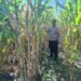 Polsek Nimbokrang Monitoring Persiapan Panen Jagung untuk Dukung Ketahanan Pangan Nasional