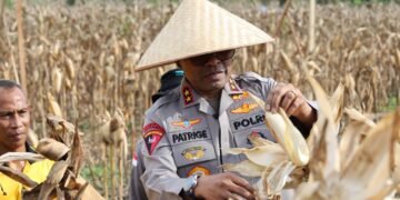 Polda Papua Gelar Panen Raya Jagung Kuartal II dan Dukung Program Ketahanan Pangan Nasional