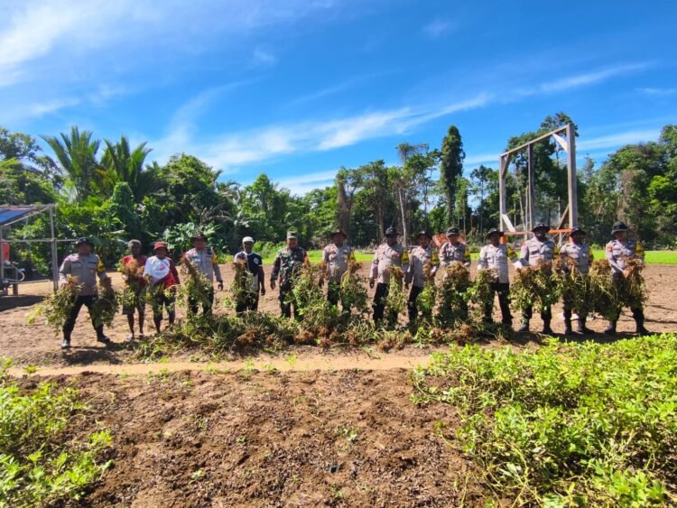 Panen Kedua Kacang Tanah, Polsek Bonggo Perkuat Ketahanan Pangan Bersama Kelompok Tani Papua Nusantara