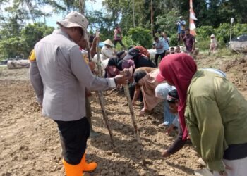 Dukung Ketahanan Pangan Nasional, Kapolsek Bonggo Turun Langsung Tanam dan Panen Padi Bersama Petani