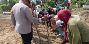 Dukung Ketahanan Pangan Nasional, Kapolsek Bonggo Turun Langsung Tanam dan Panen Padi Bersama Petani