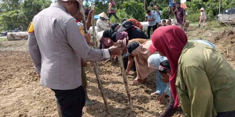 Dukung Ketahanan Pangan Nasional, Kapolsek Bonggo Turun Langsung Tanam dan Panen Padi Bersama Petani