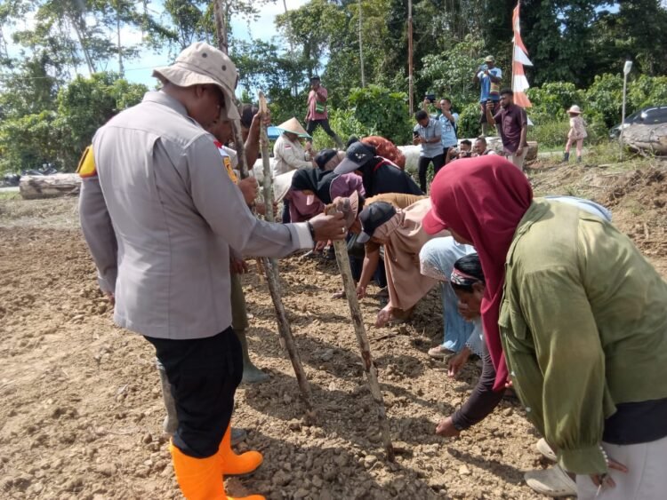 Dukung Ketahanan Pangan Nasional, Kapolsek Bonggo Turun Langsung Tanam dan Panen Padi Bersama Petani