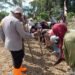 Dukung Ketahanan Pangan Nasional, Kapolsek Bonggo Turun Langsung Tanam dan Panen Padi Bersama Petani