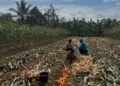 Wujud Nyata Dukung Ketahanan Pangan, Bhabinkamtibmas Banjar Ausoy Turun Langsung Bantu Warga Panen Jagung