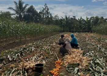 Wujud Nyata Dukung Ketahanan Pangan, Bhabinkamtibmas Banjar Ausoy Turun Langsung Bantu Warga Panen Jagung