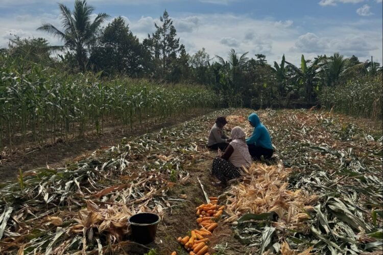 Wujud Nyata Dukung Ketahanan Pangan, Bhabinkamtibmas Banjar Ausoy Turun Langsung Bantu Warga Panen Jagung